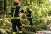 _2026-06-04 Baum über Strasse B141 Pramwald-1668